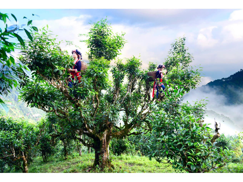 Cảnh thu hoạch lá trà Shan Tuyết