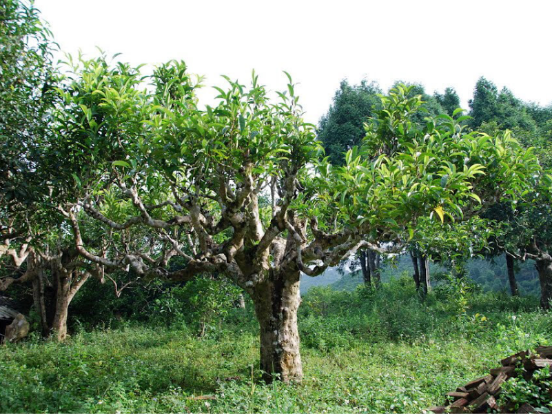Cây trà Shan Tuyết cổ thụ