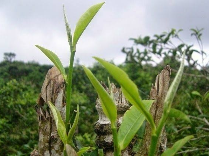 Lá trà Shan tuyết