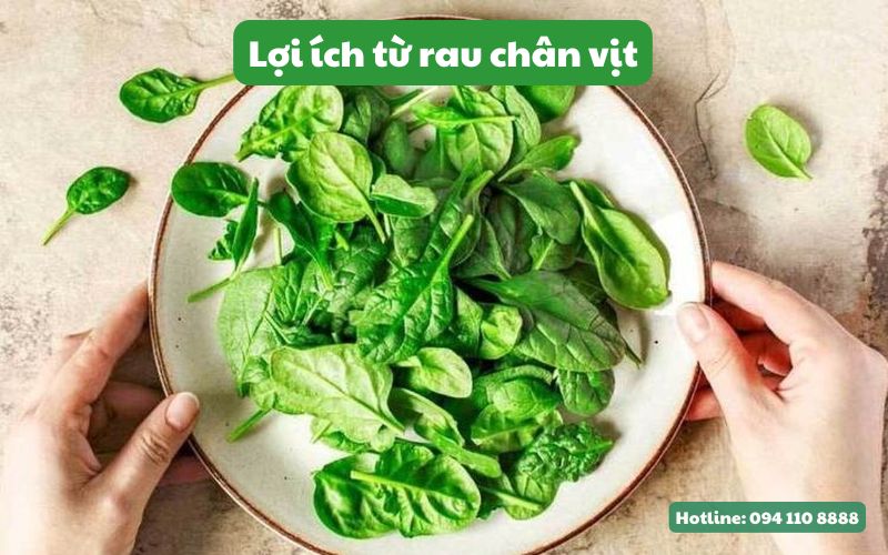 Lợi ích từ rau chân vịt sấy lạnh