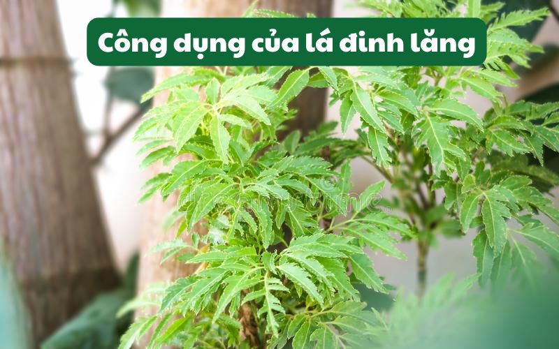 Lợi ích của lá đinh lăng mang lại cho sức khỏe