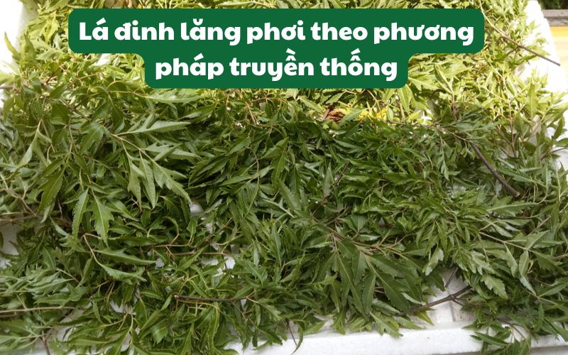 Phơi lá đinh lăng khô với phương pháp truyền thống