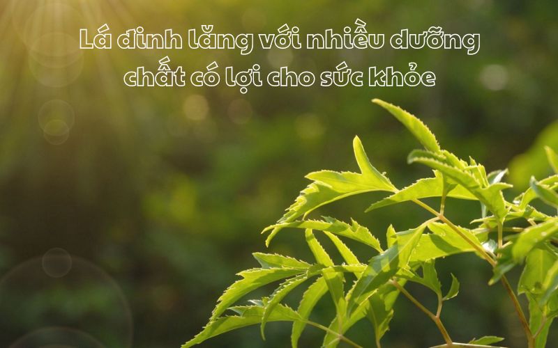 Lợi ích từ lá đinh lăng sấy khô