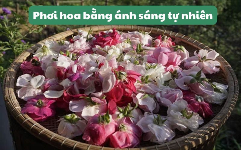 Làm hoa khô bồn tắm bằng cách phơi dưới trời nắng
