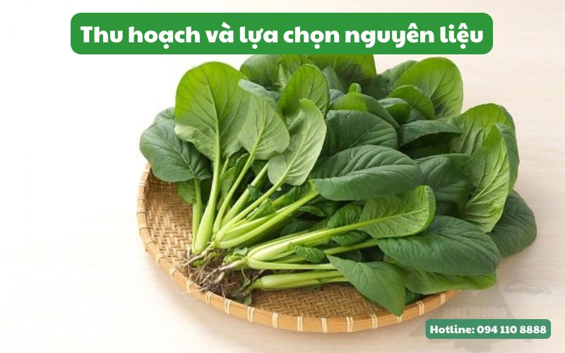 Quy trình sấy lạnh rau chân vịt với máy sấy lạnh SUNSAY