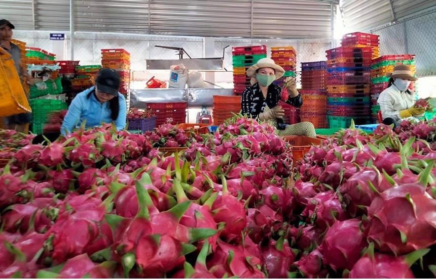 Hợp tác xã thanh long