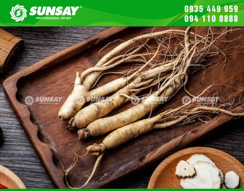 Đương quy - Dược liệu tốt cho sức khỏe