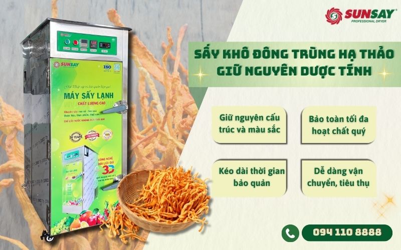 Sấy khô đông trùng hạ thảo giữ nguyên dược tính